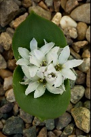 Polyxena maughanii